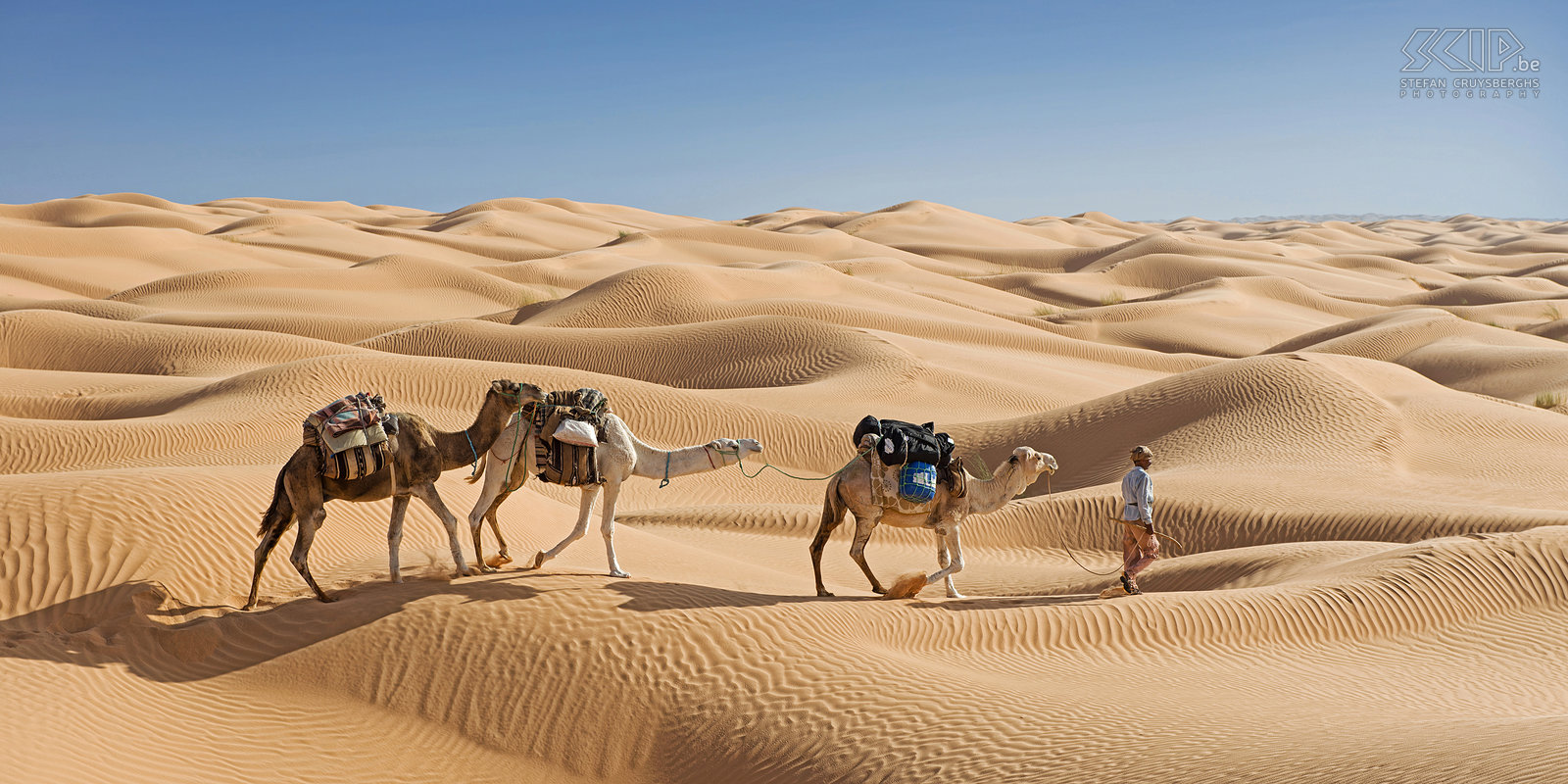 Kamelen Het eerste deel van onze kamelen karavaan in de Tunesische woestijn. Stefan Cruysberghs